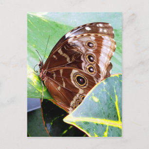 vacker ögon fjäril moth brun tan bild insektsbild vykort