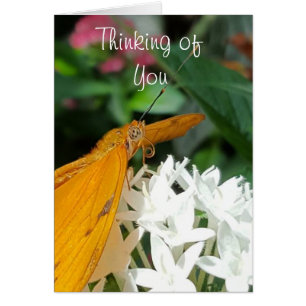 Vacker Orange Butterfly på vita blommor Hälsningskort