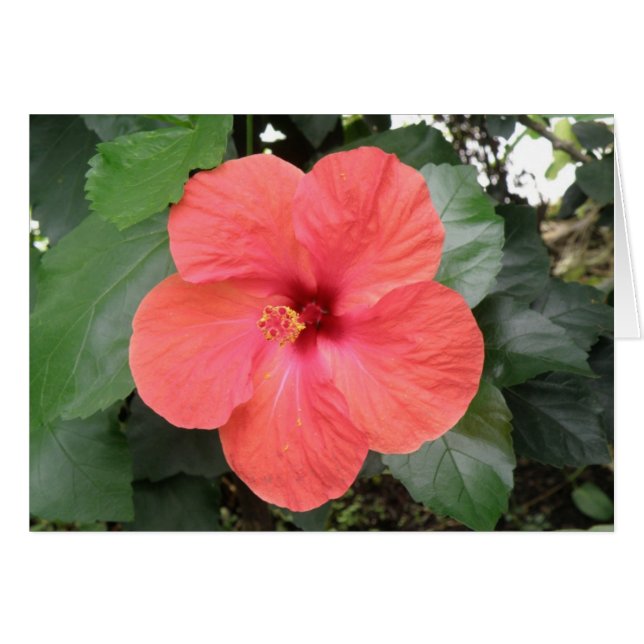 Vacker Orange Hibiscus Blomsterkort Anpassningsbar Hälsningskort (Framsidan Horizontal)