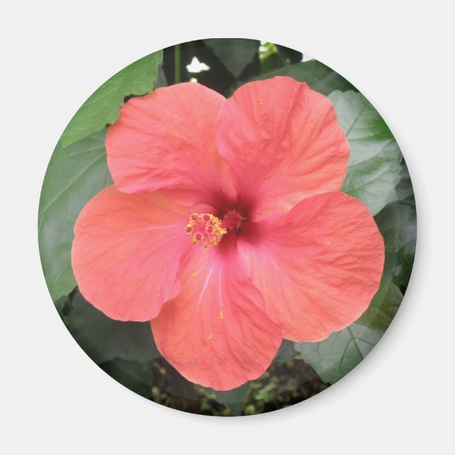 Vacker Orange Hibiscus Flower Magnet (Framsidan)