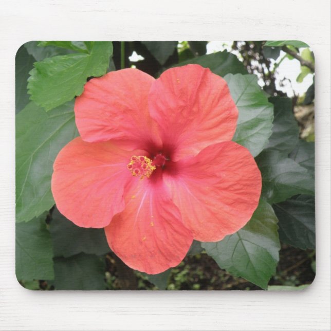 Vacker Orange Hibiscus Flower Mousepad Musmatta (Framsidan)