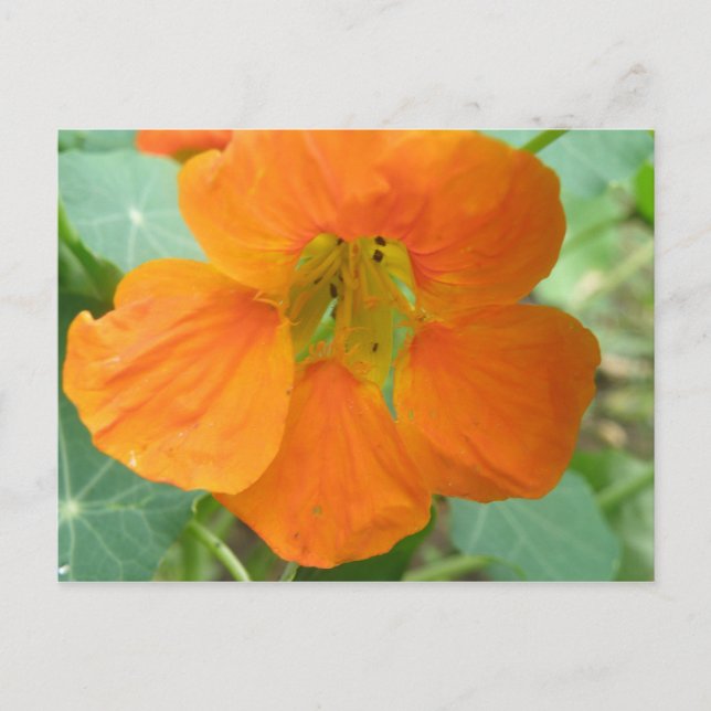 Vacker Orange Nasturtium Blomma Vykort (Framsida)