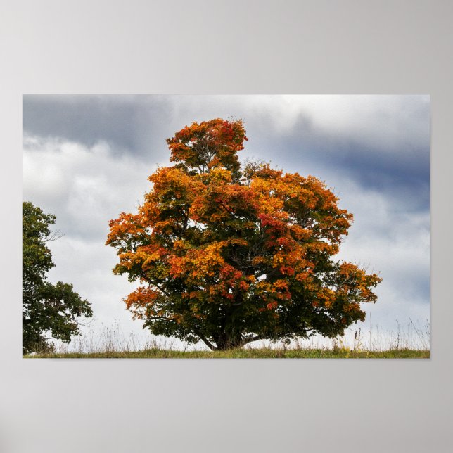 Vacker Orange Poster (Framsidan)