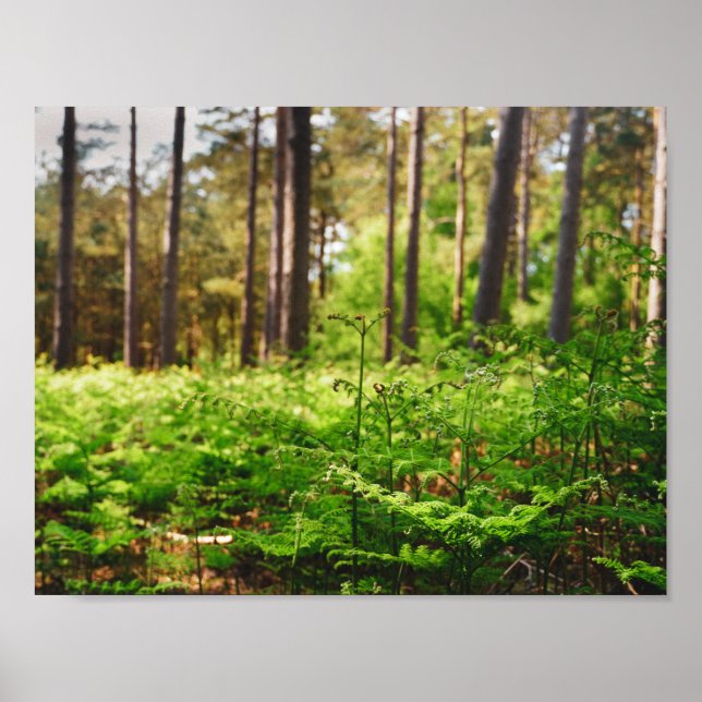 Vacker ormbunksrik skog poster (Framsidan)