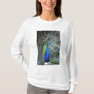 Vacker påfågel som sprider färggranna fjädrar t shirt