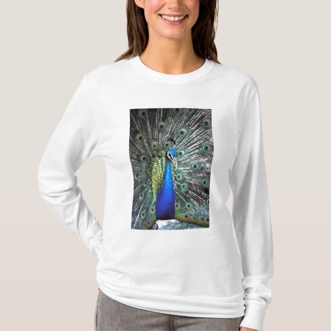 Vacker påfågel som sprider färggranna fjädrar t shirt (Framsida)