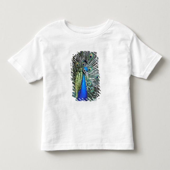 Vacker påfågel sprider färggranna fjädrar t-shirt (Framsida)