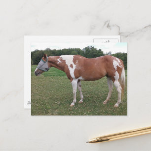 Vacker Paint Horse Sto i sommar Vykort