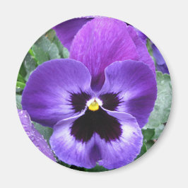 Vacker Pansy Magnet