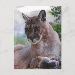 Vacker Panther Vykort