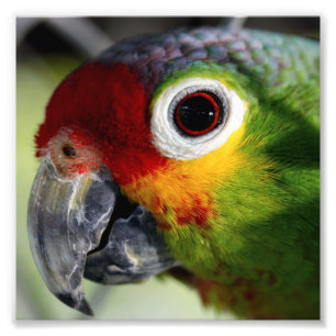 Vacker Parrot Fototryck