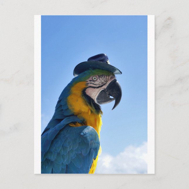 Vacker Parrot Wearing a Hat Vykort (Framsida)
