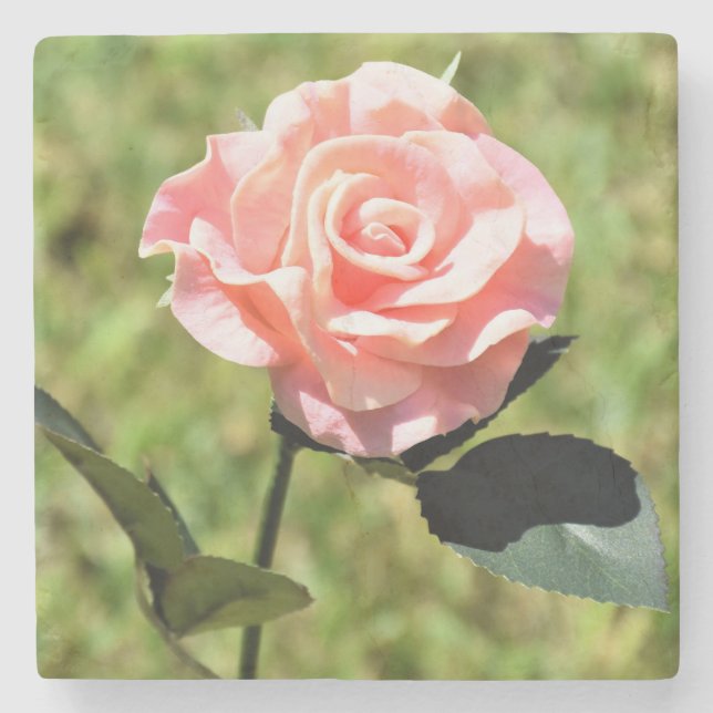 Vacker perfekt rosa rosblomma stenunderlägg (Framsidan)