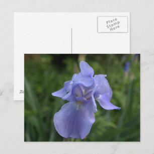 Vacker Periwinkle Iris Trädgård Vykort