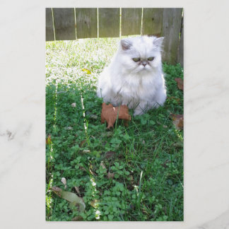 vacker Persian