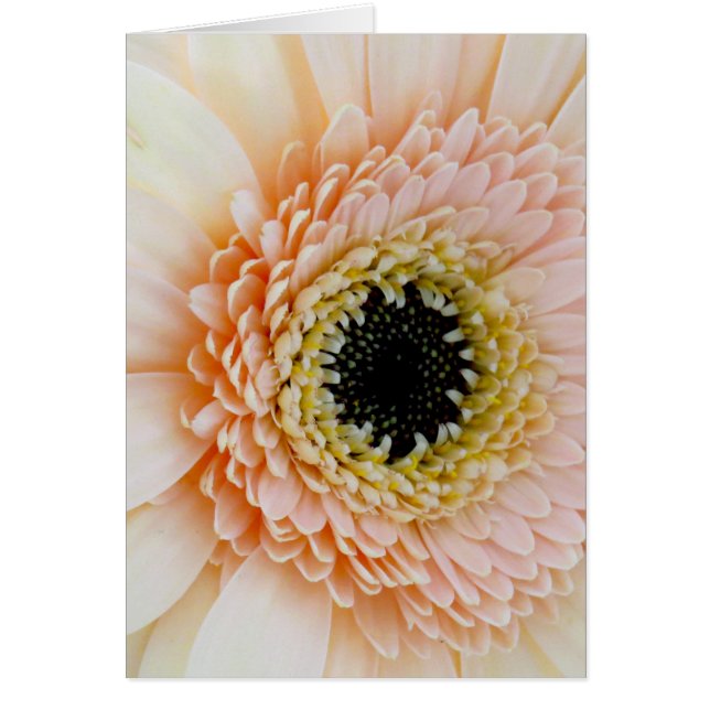 Vacker persiko/Cream Gerber Hälsningskort (Framsidan)