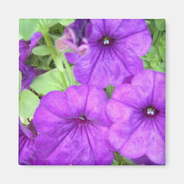 Vacker Petunia magnet (Framsidan)