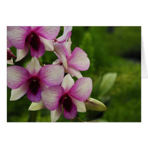 Vacker Phalaenopsis Hälsningskort