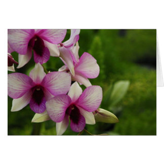 Vacker Phalaenopsis Hälsningskort