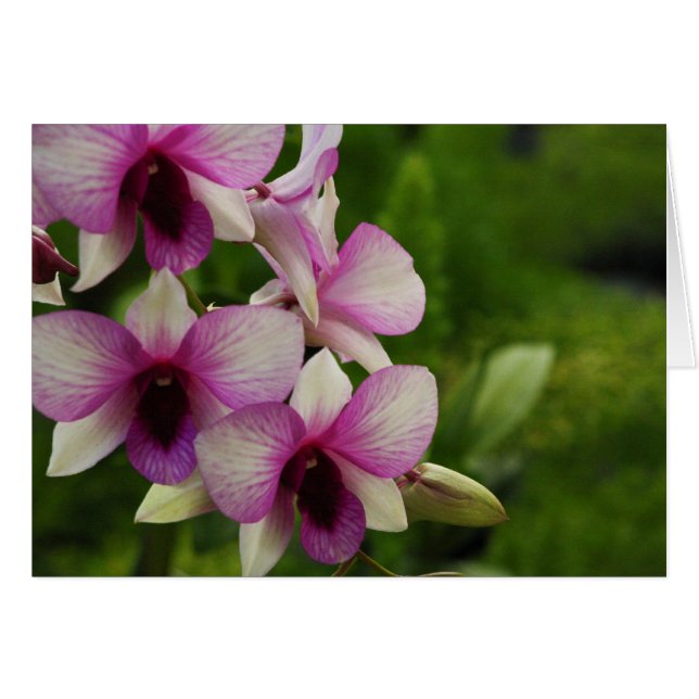 Vacker Phalaenopsis Hälsningskort (Framsidan Horizontal)