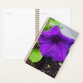 Vacker planerare med lila petunia - Originalfoto