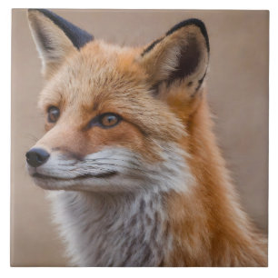 Vacker Porträtt av Red Fox i Wilderness 2a Kakelplatta