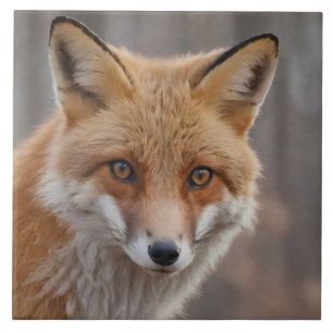 Vacker Porträtt av Red Fox i Wilderness Kakelplatta