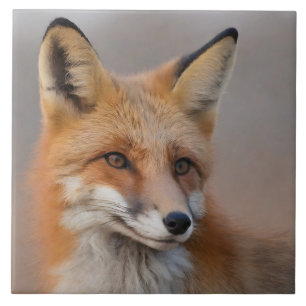 Vacker Porträtt i Red Fox i Wilderness 3a Kakelplatta