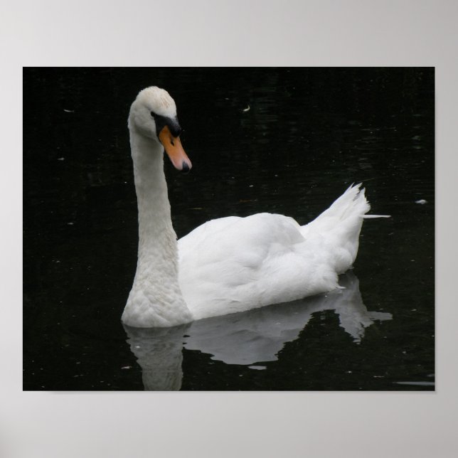 Vacker Poster Med Vit Svan (Framsidan)