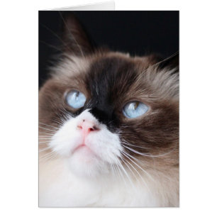 Vacker Ragdoll Cat Hälsningskort