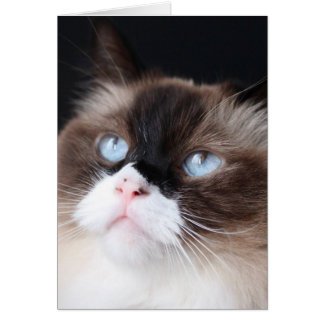 Vacker Ragdoll Cat Hälsningskort