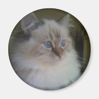 Vacker Ragdoll Hymalayan Cat Gazing in på Winter Magnet