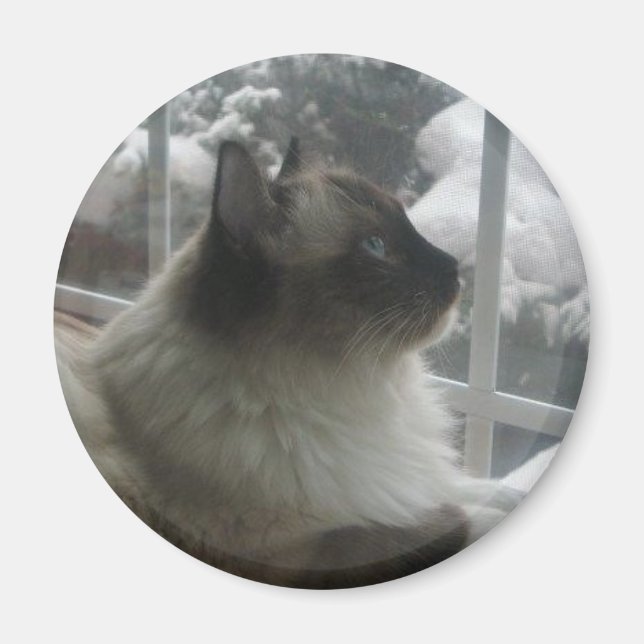 Vacker Ragdoll Hymalayan Cat Gazing in på Winter Magnet (Framsidan)
