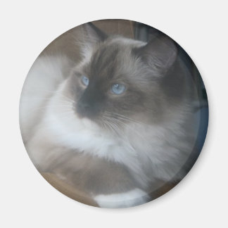 Vacker Ragdoll Hymalayan Cat Gazing Utsida Magnet