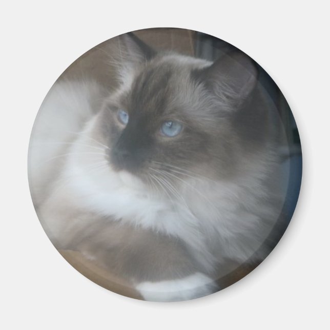 Vacker Ragdoll Hymalayan Cat Gazing Utsida Magnet (Framsidan)