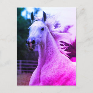 Vacker Rainbow Färgad Arabian Horse Mare Card Vykort
