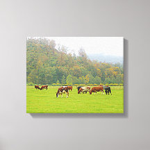 Vacker ranch, kor & grön betesmark, gårdsscen