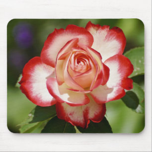 Vacker Red and White Ro Musmatta