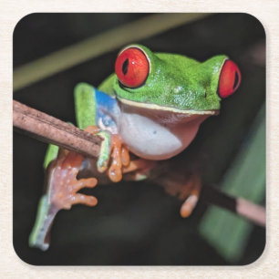 Vacker Red Eyed Träd Frog på Gren Underlägg Papper Kvadrat