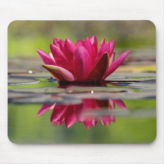 Vacker Red Flytande Vatten Lily Musmatta (Framsidan)