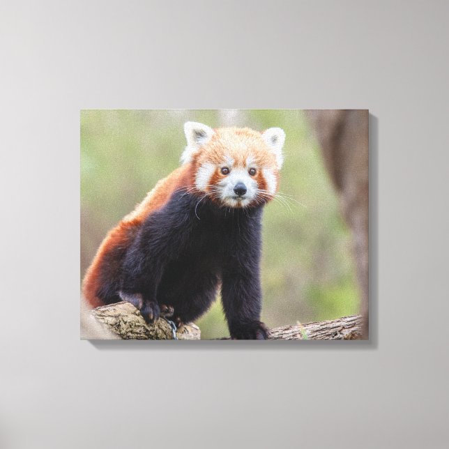 Vacker Red Panda på Gren Canvastryck (Framsida)