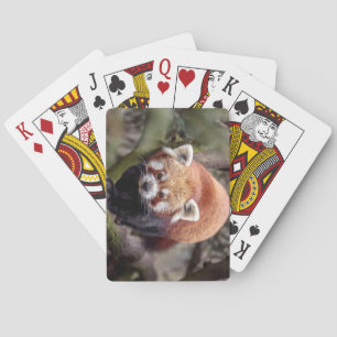 Vacker Red Panda på Gren Casinokort