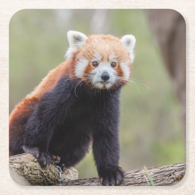 Vacker Red Panda på Gren Underlägg Papper Kvadrat (Framsidan)