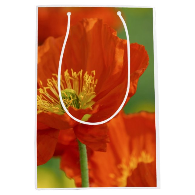 Vacker Red Poppy (Framsidan)