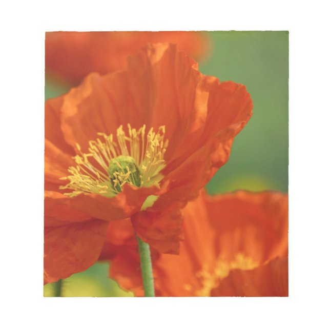 Vacker Red Poppy Anteckningsblock (Framsida)