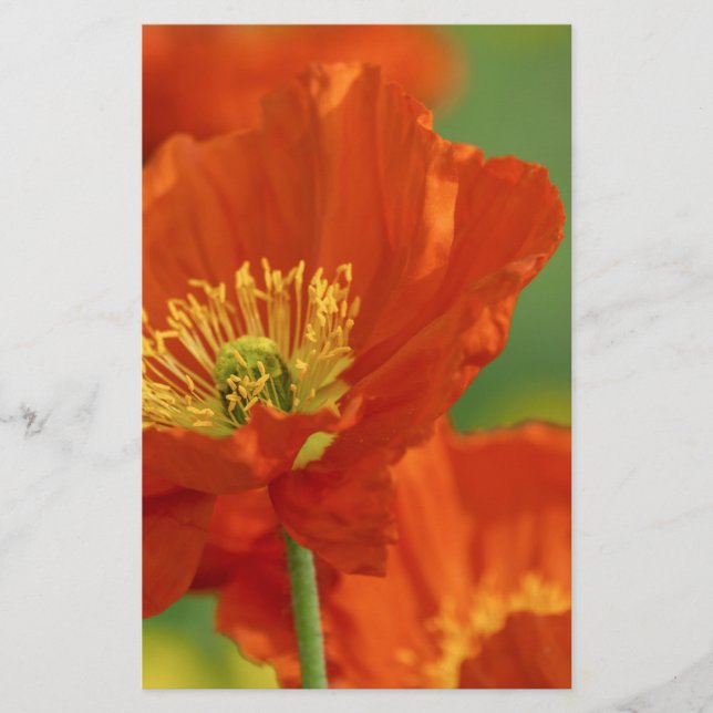 Vacker Red Poppy Brevpapper (Framsida)