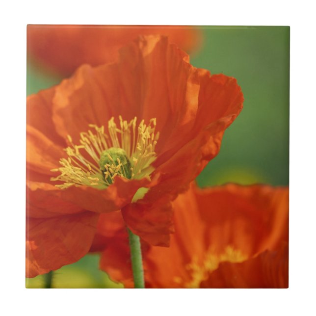 Vacker Red Poppy Kakelplatta (Framsidan)