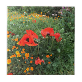 Vacker Red Poppy Kakelplatta