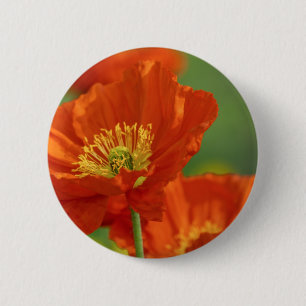 Vacker Red Poppy Knapp