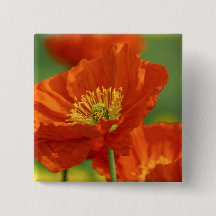 Vacker Red Poppy